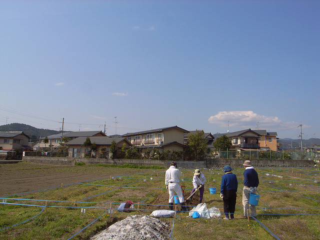 japanese rice field