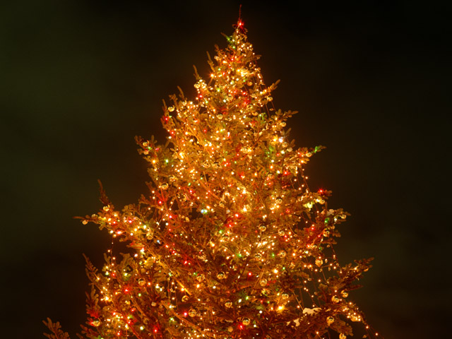20121227_christmas_tree.jpg