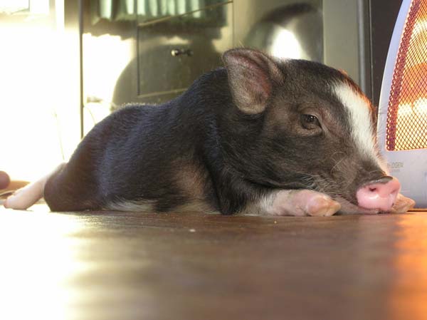 Japanese pot sales belly pig